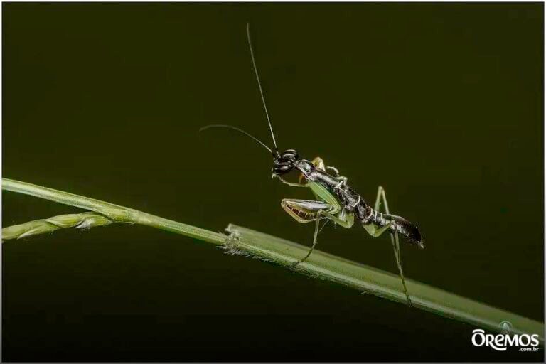 Como orar com seus filhos pequenos fortalece sua fé