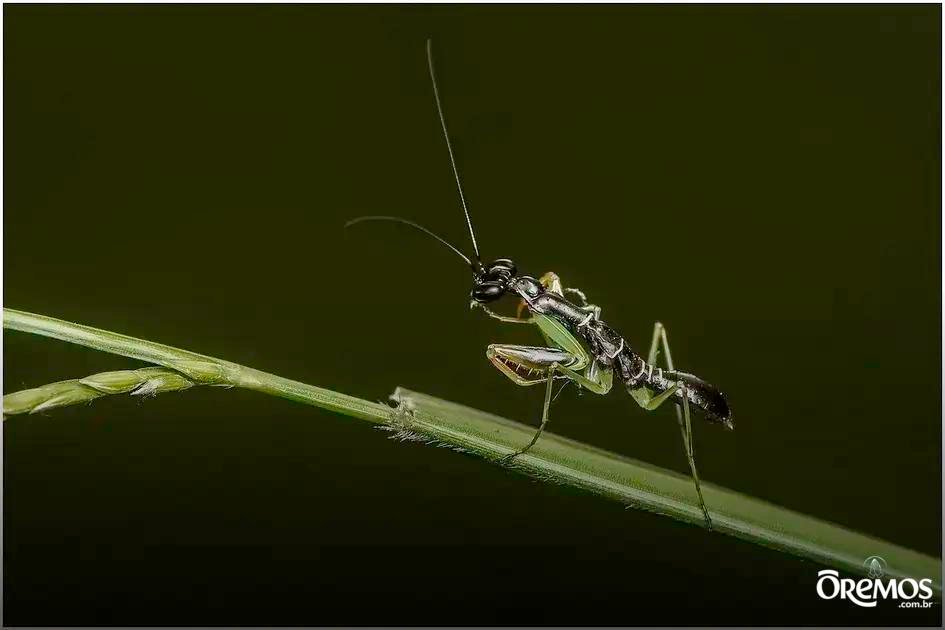 Como orar com seus filhos pequenos fortalece sua fé